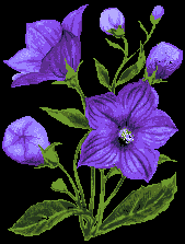 violet
